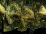 “ALTERED CARBON”: IL TRAILER – NETFLIX SI TINGE DI FUTURE-NOIR