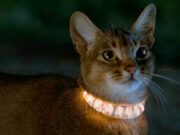 Il gatto venuto dallo Spazio (1978) The Cat from Outer Space 1978